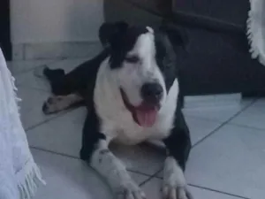 Cachorro raça Pit  bul idade 7 a 11 meses nome Fred