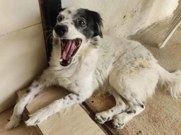 Cachorro ra a Mestiço  idade 1 ano nome Beethoven 