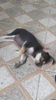 Não tem