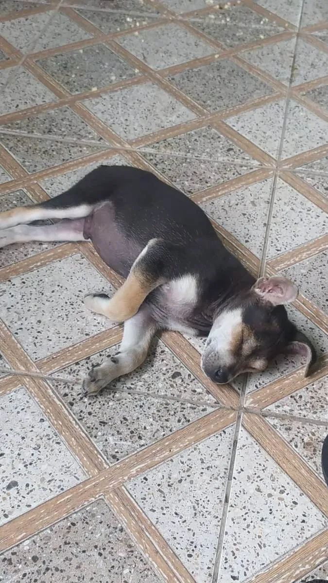 Cachorro raça Indefinida  idade 2 a 6 meses nome Não tem