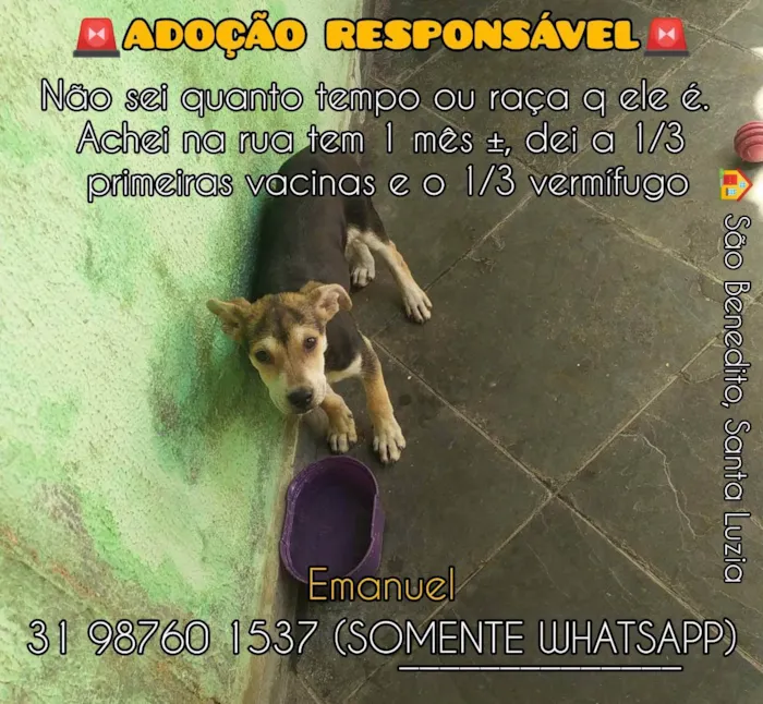 Cachorro raça Indefinida  idade 2 a 6 meses nome Não tem