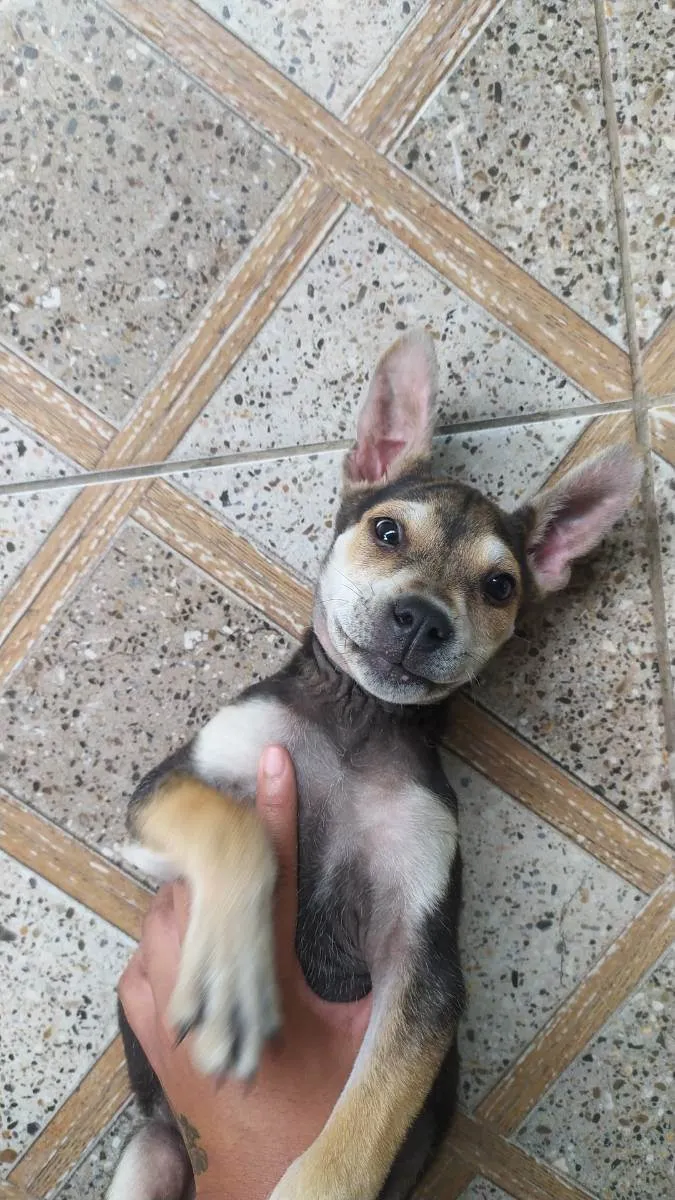 Cachorro raça Indefinida  idade 2 a 6 meses nome Não tem