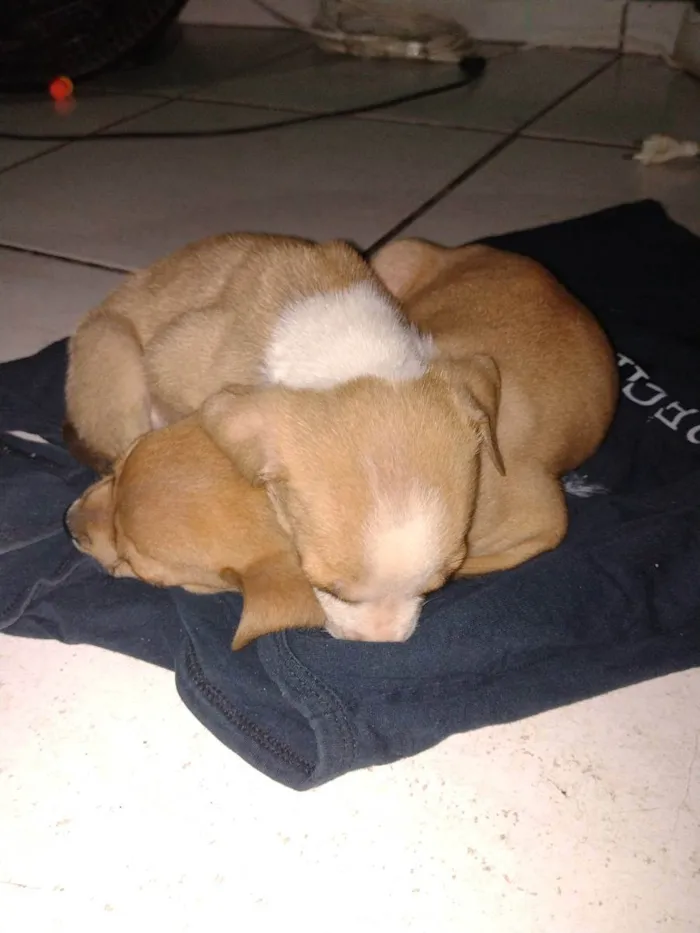 Cachorro ra a Não tem raça  idade Abaixo de 2 meses nome Jhoe