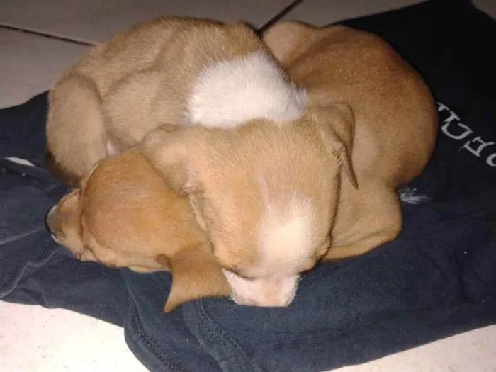 Cachorro ra a Não tem raça  idade Abaixo de 2 meses nome Jhoe