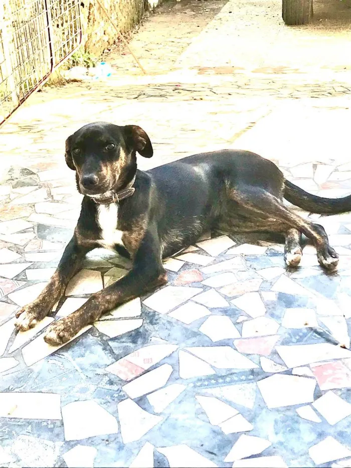 Cachorro raça Vira lata  idade 2 a 6 meses nome Gertrudes 