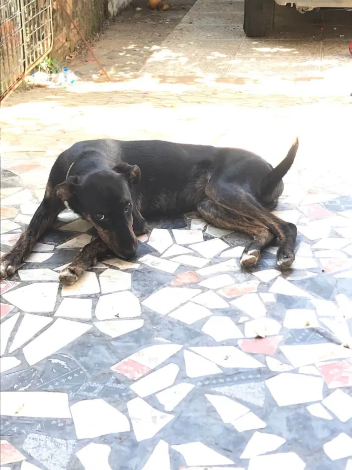 Cachorro raça Vira lata  idade 2 a 6 meses nome Gertrudes 