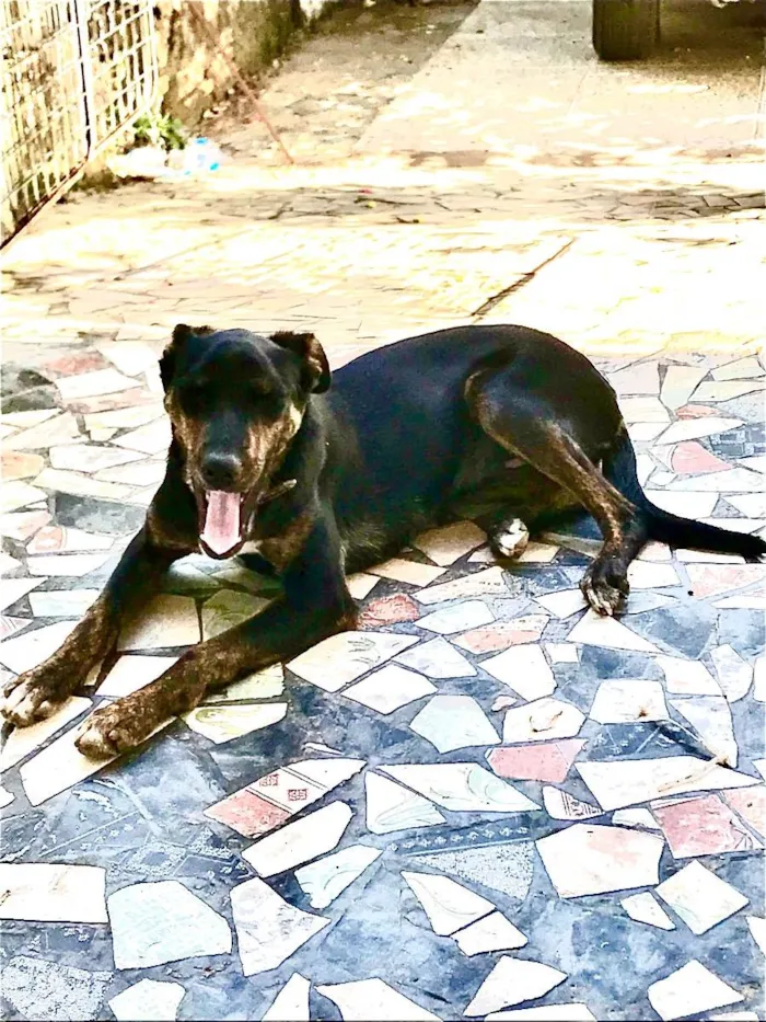 Cachorro raça Vira lata  idade 2 a 6 meses nome Gertrudes 