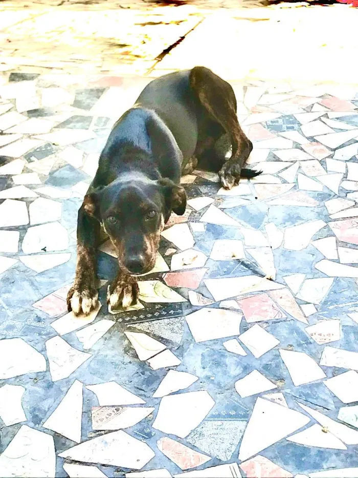 Cachorro raça Vira lata  idade 2 a 6 meses nome Gertrudes 
