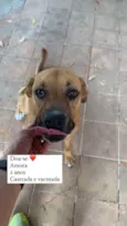 Amora