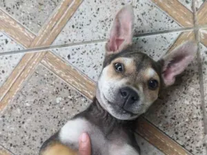 Cachorro raça Indefinida  idade 2 a 6 meses nome Não tem