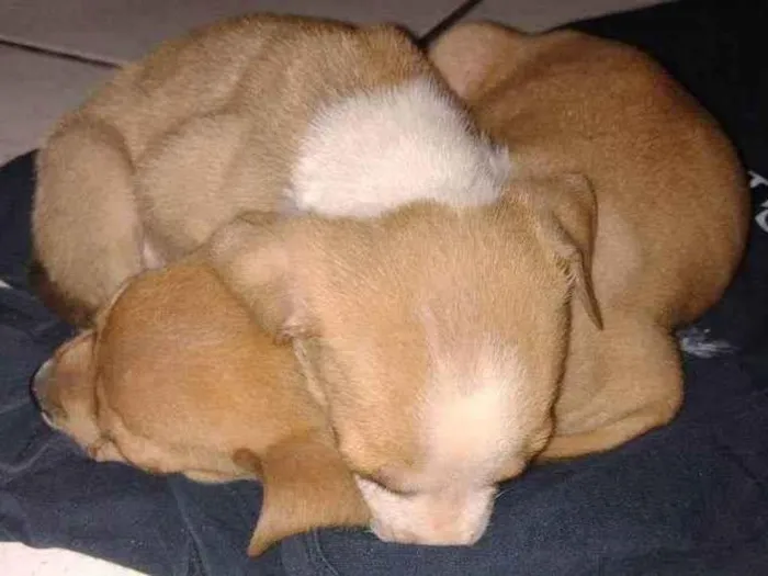 Cachorro ra a Não tem raça  idade Abaixo de 2 meses nome Jhoe