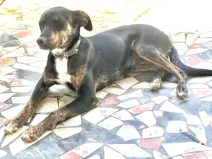 Cachorro raça Vira lata  idade 2 a 6 meses nome Gertrudes 