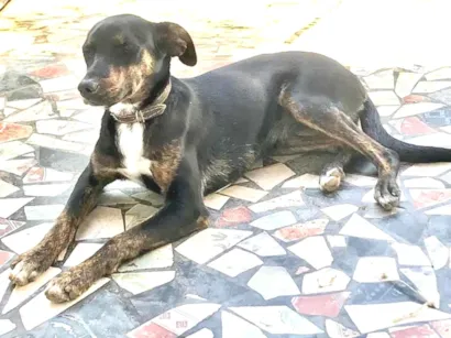 Cachorro raça Vira lata  idade 2 a 6 meses nome Gertrudes 