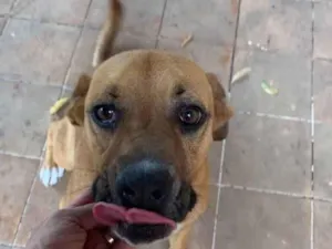 Cachorro raça Boxer com Rotwailer idade 2 anos nome Amora