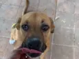 Amora