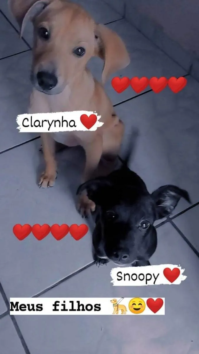 Cachorro ra a Labrador misto  idade 7 a 11 meses nome Clarinha e snnopy 
