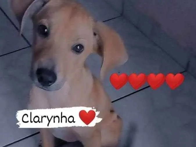 Cachorro ra a Labrador misto  idade 7 a 11 meses nome Clarinha e snnopy 