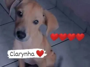 Cachorro raça Labrador misto  idade 7 a 11 meses nome Clarinha e snnopy 
