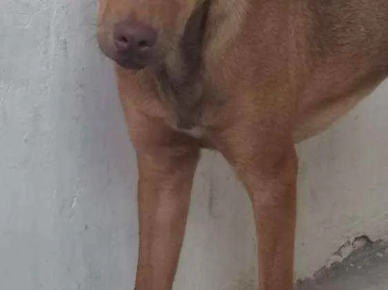 Cachorro ra a Não definida idade 2 a 6 meses nome Safira