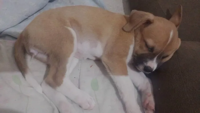 Cachorro ra a SRD idade 2 a 6 meses nome Branquinha