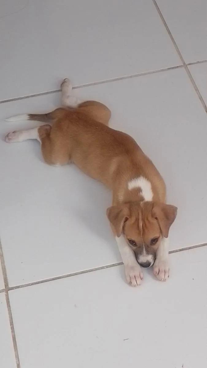 Cachorro ra a SRD idade 2 a 6 meses nome Branquinha