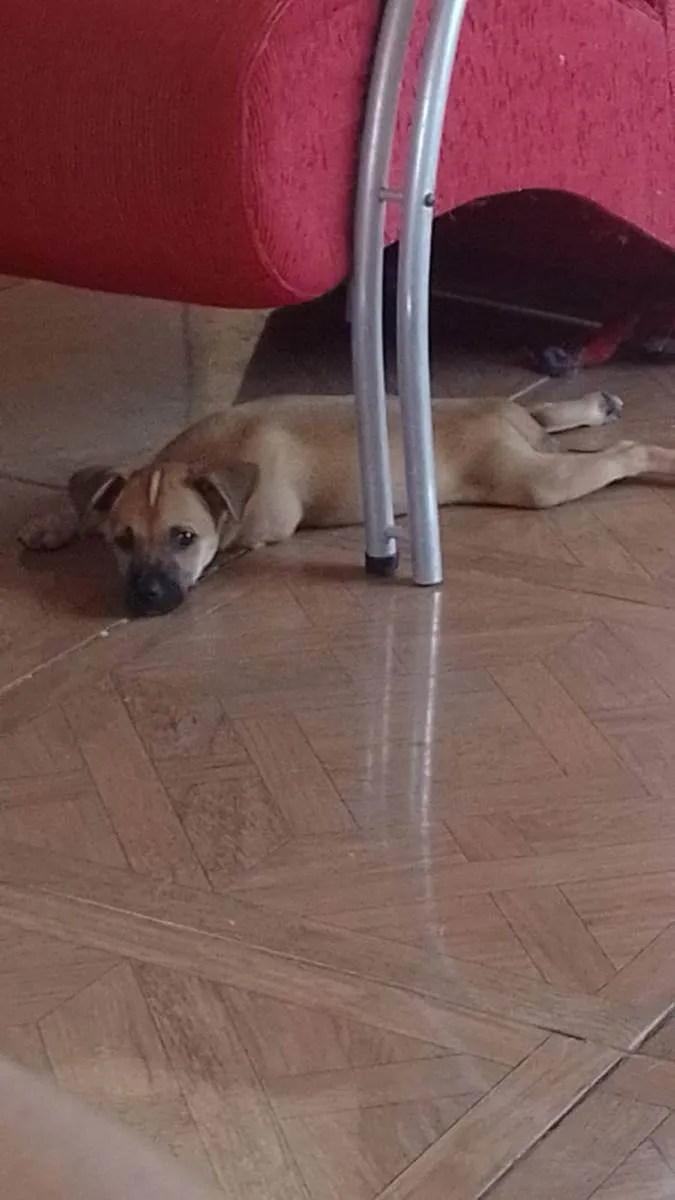 Cachorro ra a SRD idade 2 a 6 meses nome Bombom