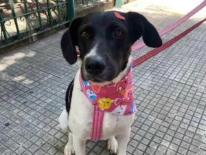 Cachorro raça Srd idade 2 anos nome Brigitte 