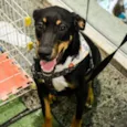 Tobi