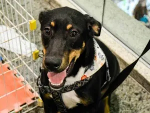 Cachorro raça Srd idade 1 ano nome Tobi
