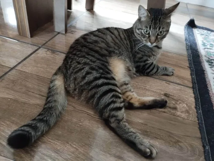 Gato ra a Sem Raça Definida idade 2 anos nome Tigas