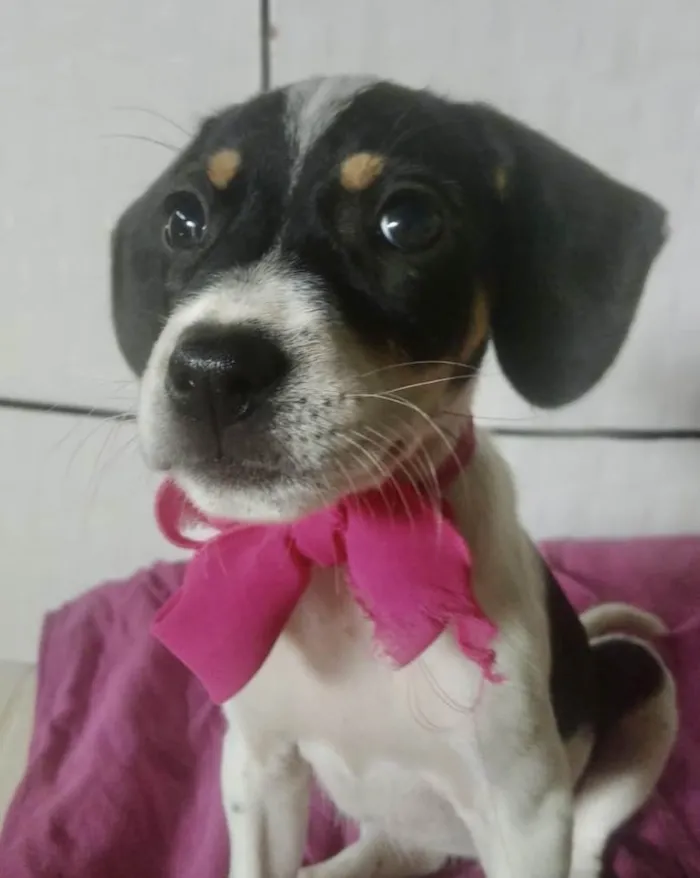 Cachorro ra a Mestiça  idade Abaixo de 2 meses nome Mabel 