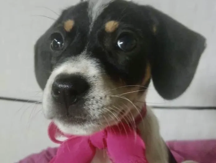 Cachorro ra a Mestiça  idade Abaixo de 2 meses nome Mabel 