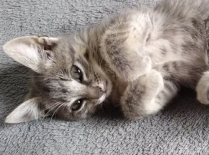 Gato raça Mestiço  idade 2 a 6 meses nome Pingo 