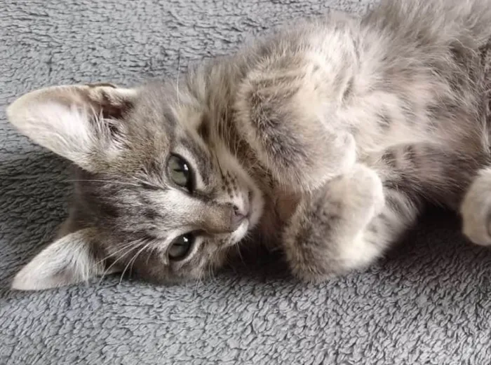 Gato ra a Mestiço  idade 2 a 6 meses nome Pingo 