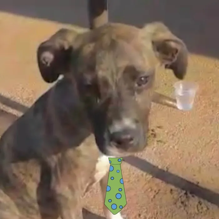 Cachorro ra a Mestiço  idade 2 a 6 meses nome Marley 