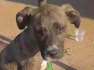 Cachorro raça Mestiço  idade 2 a 6 meses nome Marley 