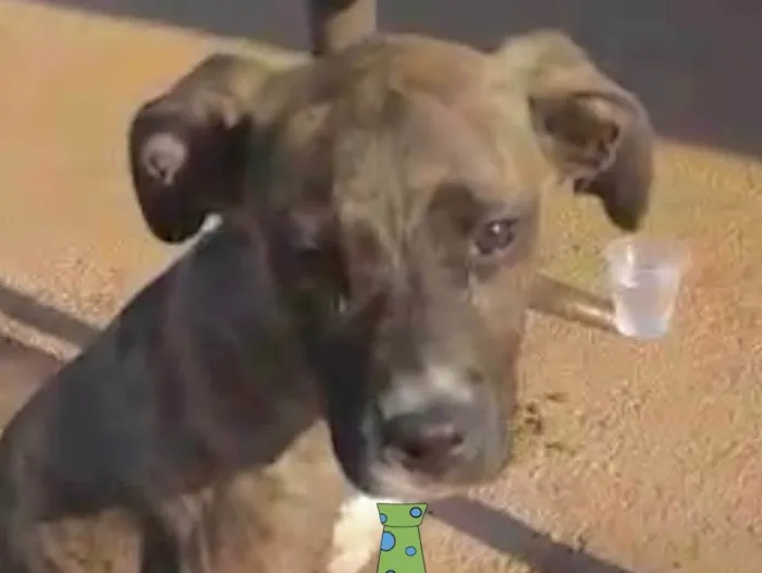 Cachorro ra a Mestiço  idade 2 a 6 meses nome Marley 