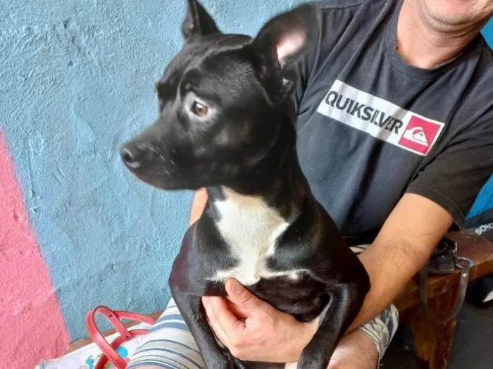 Cachorro raça Srd idade 7 a 11 meses nome Alina bb10meses fofa