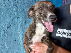Cachorro raça Pinscher com srd  idade 7 a 11 meses nome Molly porteP Linda 
