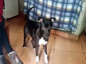 Cachorro raça Std idade 7 a 11 meses nome Leo bb9meses lindo 