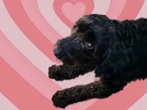 Cachorro raça Poodle  idade 1 ano nome Bob Poodle lindo 