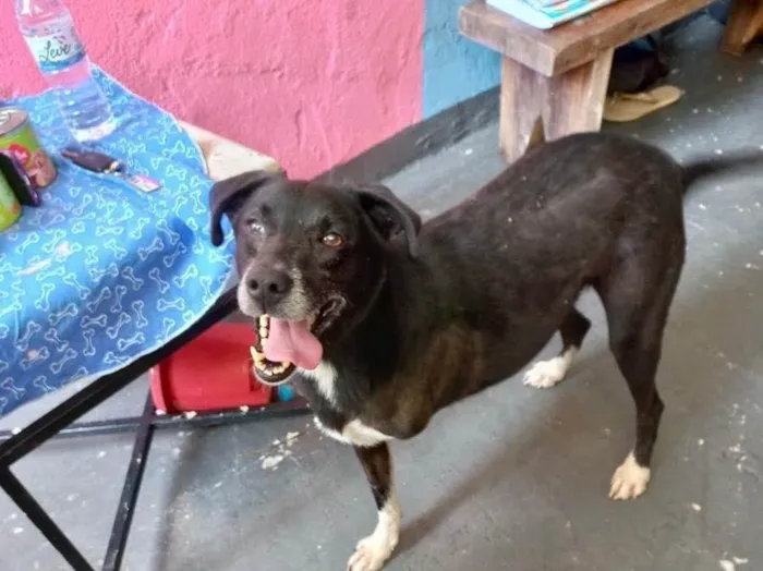 Cachorro raça Srd idade 1 ano nome Billy amor especial 