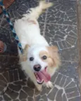 Cachorro raça Srd idade 1 ano nome Thor porteP 