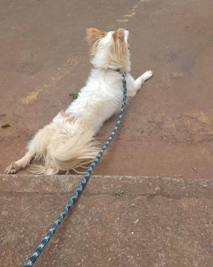 Cachorro raça Srd idade 1 ano nome Thor porteP 