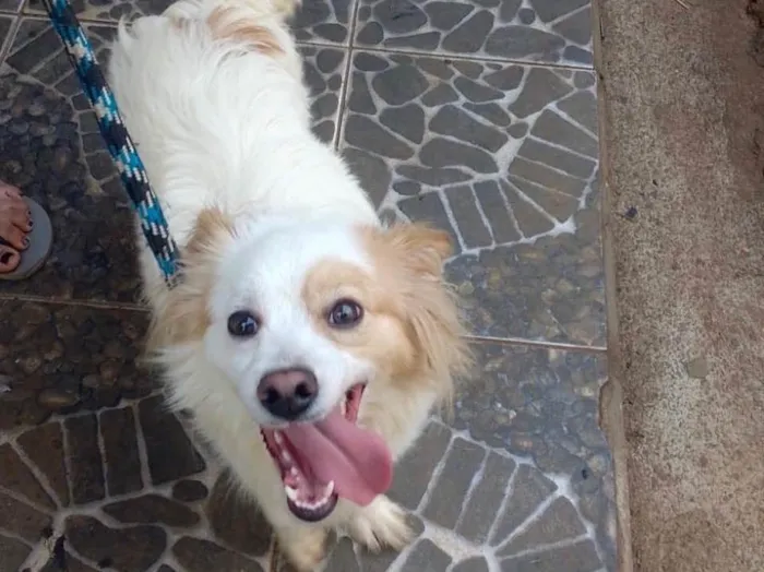 Cachorro raça Srd idade 1 ano nome Thor porteP 