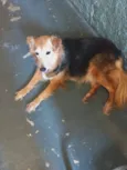 Cachorro raça Srd idade 4 anos nome Meg lindíssima 