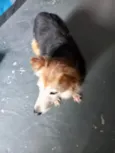 Cachorro raça Srd idade 4 anos nome Meg lindíssima 