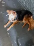 Cachorro raça Srd idade 4 anos nome Meg lindíssima 