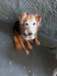 Cachorro raça Srd idade 4 anos nome Meg lindíssima 