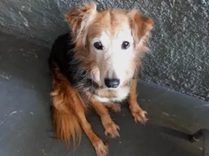 Cachorro raça Srd idade 4 anos nome Meg lindíssima 